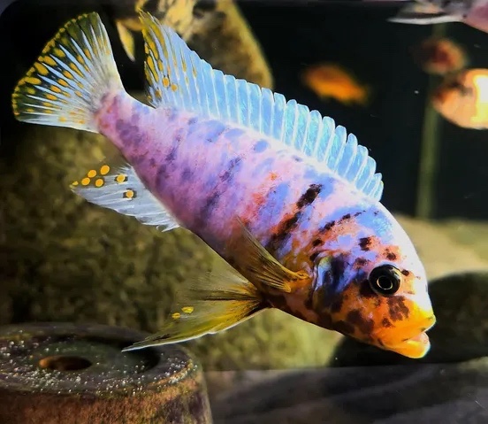 Maylandia fainzilberi 'Pombo Rocks'